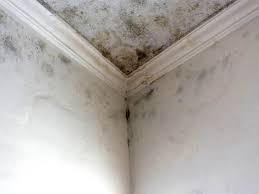 Best Real Estate Mold Inspection  in , TN